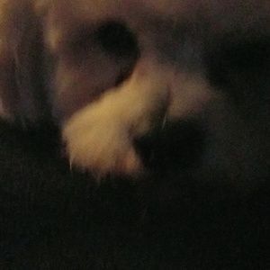 Meet your Posher, Anne